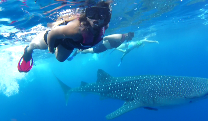 Swim with Whale Sharks in Cancun Best Tour Price