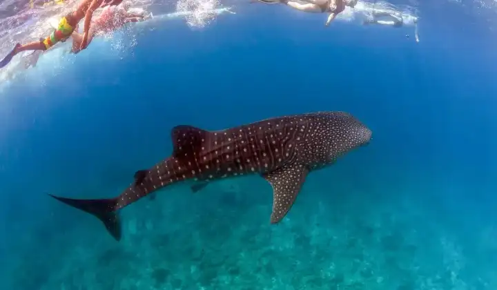 Fly Fishing Tour Cancun Private Guided Flats Trip