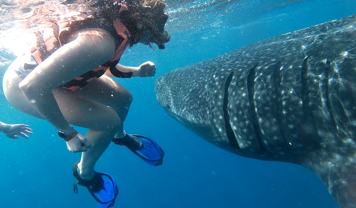 Swim with Whale Sharks Cancun No Transport Best Price